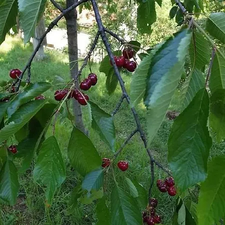Ilidza Nature Saraievo